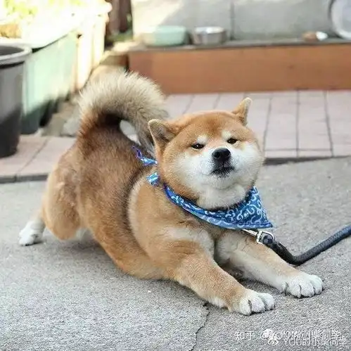 柴犬几个月长为成犬,看了你就知道
