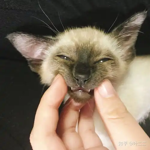 饲养猫咪的法则我的经历与分享
