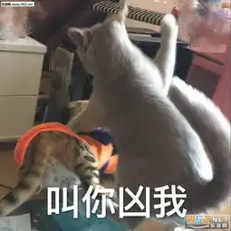你有没有那种图片表情包叫你凶我表情包下载乐游网游戏下载
