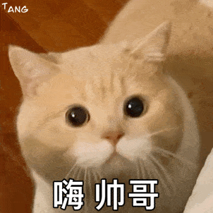 达令,今晚自驾游吗第257期喵表情
