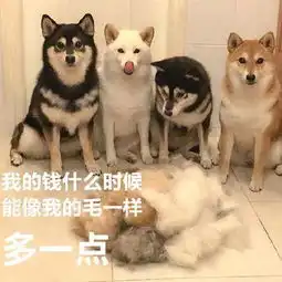 傻狗表情包28张喜欢你已经超过2分钟了,不能撤回了
