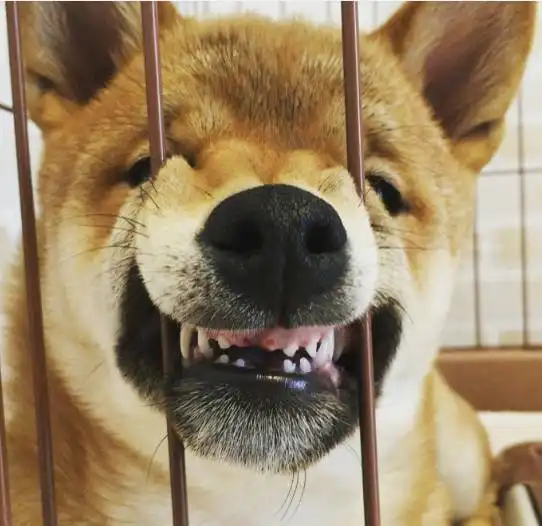 柴犬表情包搞笑哈士奇