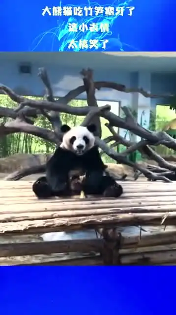 大熊猫吃竹笋塞牙了,这小表情,太搞笑了
