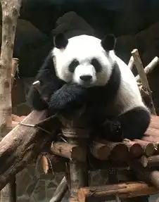 熊猫瘫完胜葛优躺软萌似芝麻汤圆
