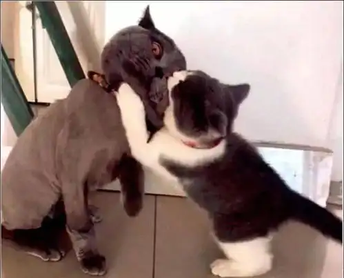 骗蓝猫去绝育,回来路上遇到昔日红颜,结果蓝猫直接郁抑了
