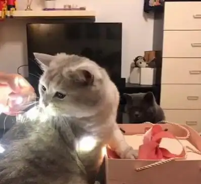 家里来了新猫咪,原住民居然是这样的表情,主人小委屈,抱抱你
