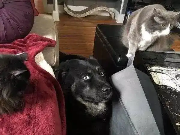 小时候以为猫怕狗,长大了才发现都是骗人的

