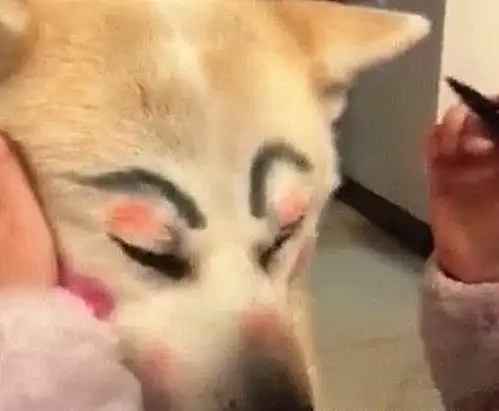 女子下班回家,看见女儿在狗狗脸上捯饬,走近一看却有点心疼了
