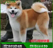 黄页88高清图片