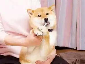 普贝斯做好四点爱犬口腔更健康
