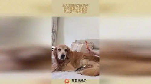 主人拿道具刀扎狗子,狗子竟露出这表情,拿出这个瞬间变脸
