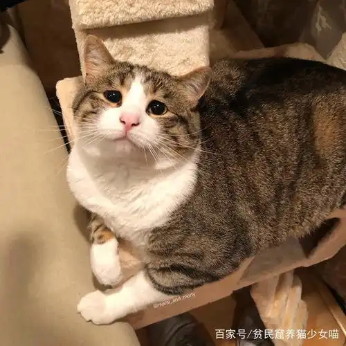 看起来超委屈的小猫咪,用这招吃得自己圆滚滚,好想摸一摸
