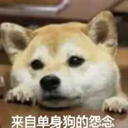 求这个柴犬原图,做表情包用
