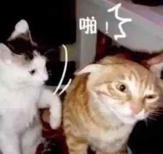 为防止猫咪屁屁被偷窥,歪果人制作了一款菊花专用项链
