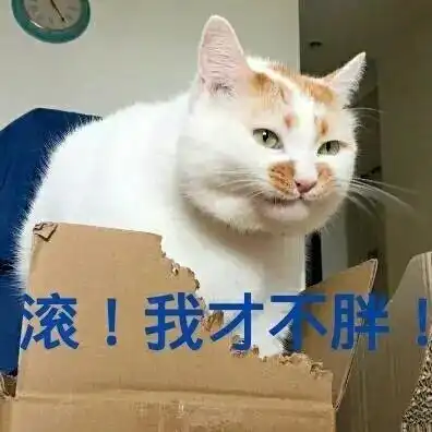 啃箱子的猫表情包搜狐搞笑搜狐网