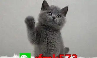 荆门宠物猫绝育

