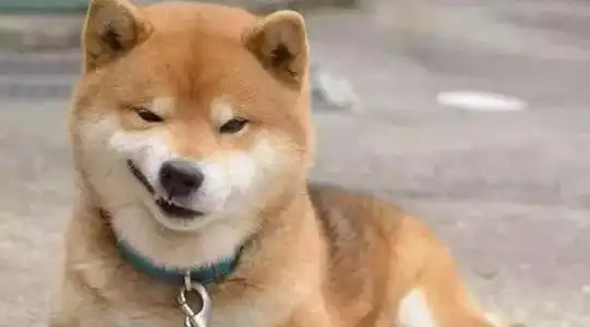 表情柴犬表情包宝贝它表情
