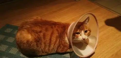 绝育路表情包橘猫