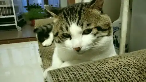 主人叫猫咪抛个媚眼,它把脸转开还一脸不自在的咽下口水,真逗
