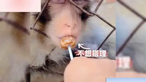 饲养员用棒棒糖逗猴子,被惹得没脾气,猴子我对你真的很无语

