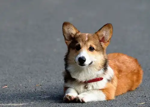 威尔士柯基犬的前世今生从强健牧牛到短腿卖萌