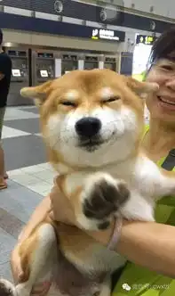 放假回家,看见妈妈带了自家的柴犬来接机,柴犬表情亮了
