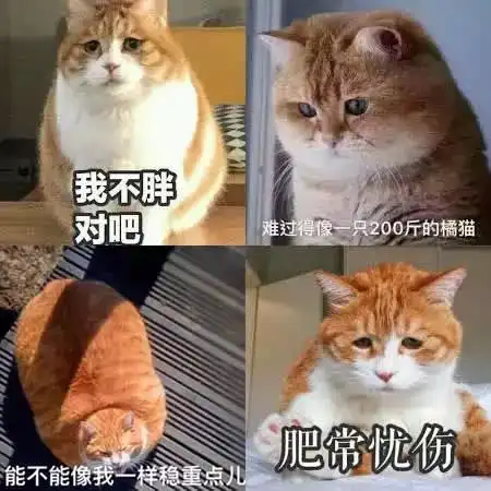 橘猫界大佬教两脚兽如何做人
