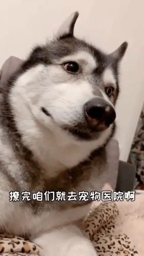 不愧是三傻之一,每一个表情都是那么搞笑,行走的表情包
