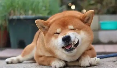 搞笑的表情包柴犬,有关它的春夏两季护理小知识
