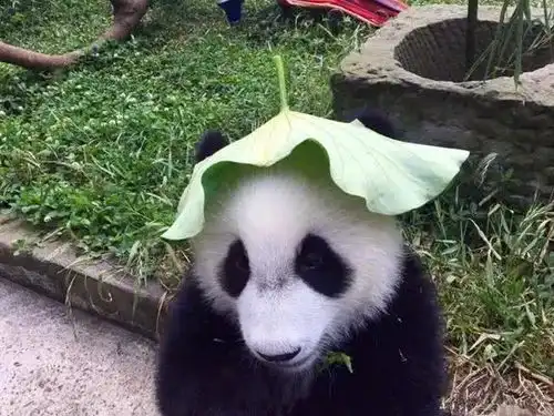 熊猫宝宝认真准备礼物,饲养员和自己各有一份,熊猫环保遮阳帽
