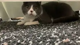三只猫狗开的北欧风宠物店,集合了所有最精致的仪式感生活
