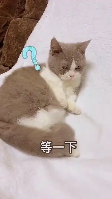 配合演出的猫咪小表情很到位,是真的委屈了啊
