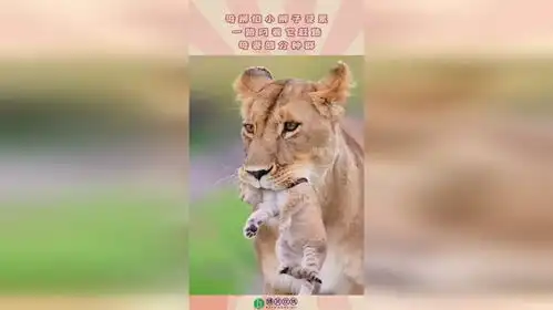 母狮怕小狮子受累,一路叼着它赶路,母爱部分种群
