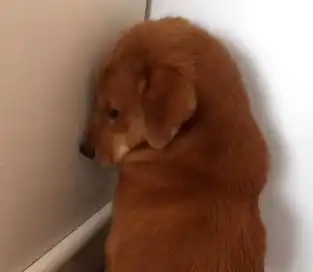 狗狗犯错后被罚面壁思过,悄悄回头表情太萌,主人笑到肚子疼