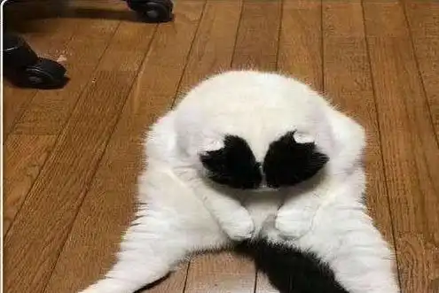 带猫咪做绝育手术,回家路上还好好的,但回家后这一反应可笑极了
