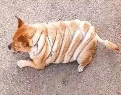 主人喝醉后为爱犬剪毛,第二天看到狗狗生无可恋的模样,笑喷
