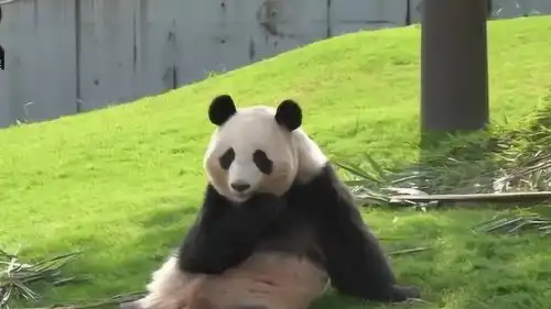 熊猫桃浜坐在草地上,脚丫痒痒挠一挠,表情呆萌动作搞笑,好可爱

