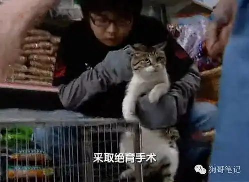 这只公猫祸害了整个小区的母猫被强制做绝育手术
