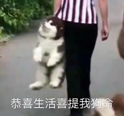 进来看沙雕图啊ω
