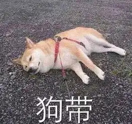 秋名山中行人稀,不见当年老司机
