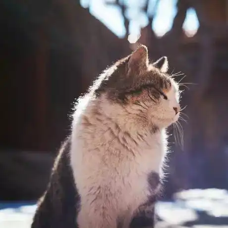 宫里的喵星人都被你们玩儿坏了
