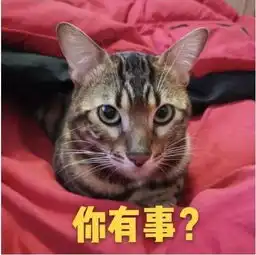 全新猫咪斗图表情包来啦
