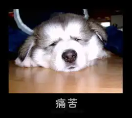 宠物表情包出处保护欲