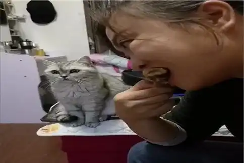 英短看到主人吃鸡爪,明明很想要却装作一副无所谓的样子,好可爱
