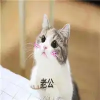 沉迷老公系列表情包猫咪表情沉迷老公无法自拔
