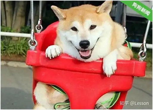 柴犬,让人迷恋的绝不止微笑和表情包

