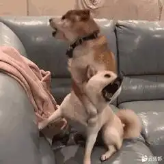 金徽酒网络销量惨淡
