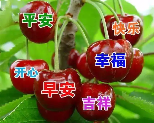 11月8日最漂亮早上好动态表情图片大全,早晨好动图美图大全