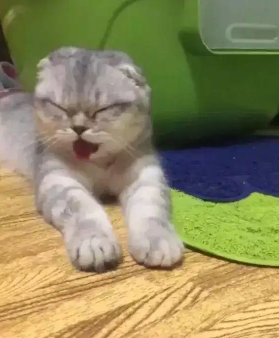 贪吃猫咪偷吃泡椒凤爪,猫咪铲屎的,快救救我,舌头快要着火了,看这猫咪这么难受的样子,主人是又心疼又生气文章
