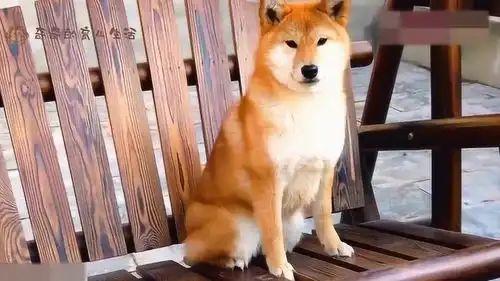小柴犬有恐高症,主人还偏偏带着它去荡秋千狗子表情都快被吓哭了